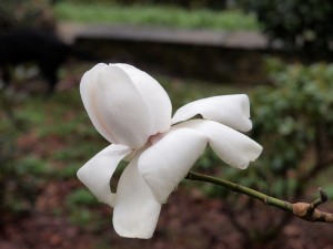 supposedly ‘yellow’ Magnolia campbellii