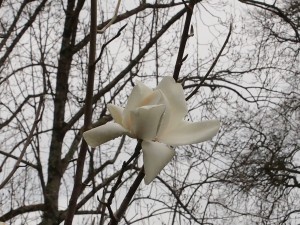 supposedly ‘yellow’ Magnolia campbellii