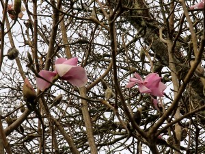 unknown Caerhays magnolia seedling