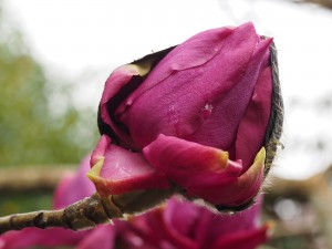 Magnolia ‘Lanarth’ – the New Zealander form