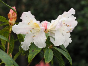 Rhododendron veitchianum Group