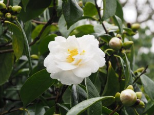 Camellia ‘Auburn White’