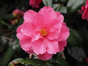 Camellia ‘Celebration’