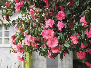 Camellia ‘Celebration’