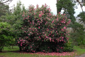 Camellia ‘Celebration’