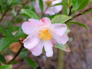 Camellia ‘Fairy Blush’