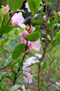 Camellia ‘Fairy Blush’