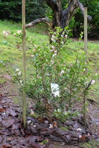 Camellia ‘Fairy Blush’