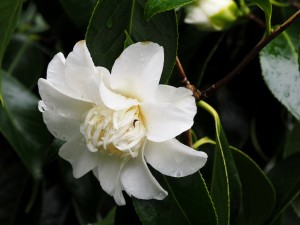 Camellia ‘Mary Costa’