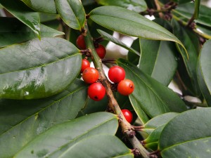 Ilex latifolia with berries