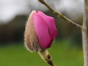 Magnolia mollicomata ‘Werrington’