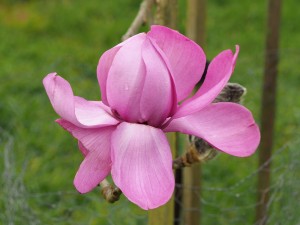 Magnolia mollicomata ‘Werrington’