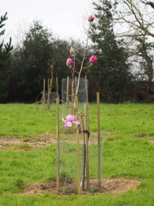 Magnolia mollicomata ‘Werrington’