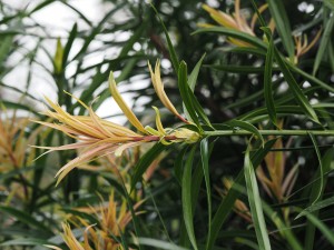 Podocarpus henkelii