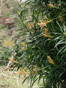 Podocarpus henkelii