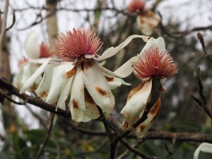 Storm damaged Magnolia campbellii ‘Strybling White’