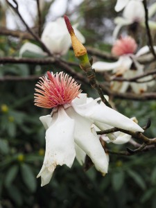 Storm damaged Magnolia campbellii ‘Strybling White’