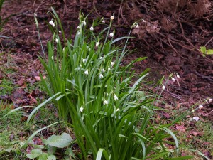 Leujocum aestivum