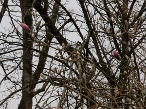 Magnolia ‘Iolanthe’