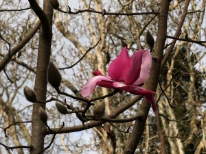 Magnolia ‘Caerhays Splendour’