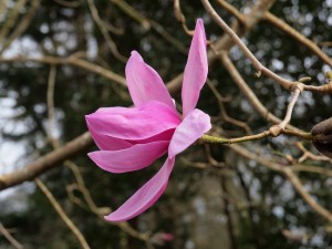 Magnolia ‘Mr Julian’