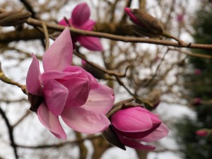 Magnolia ‘Mr Julian’