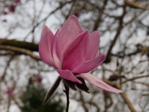 Magnolia ‘Mr Julian’