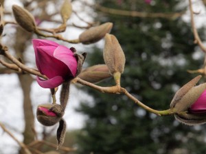 Magnolia ‘Mr Julian’