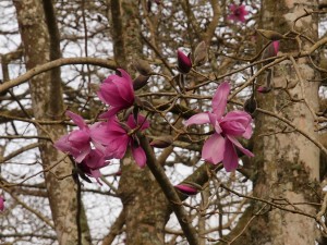 Magnolia ‘Mr Julian’