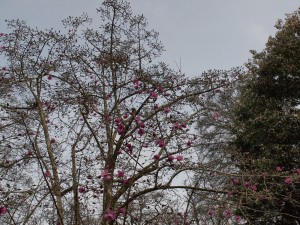 Magnolia ‘Mr Julian’