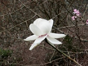 Magnolia ‘Mount Pironga’