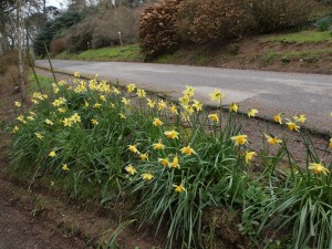 clump of daffodils
