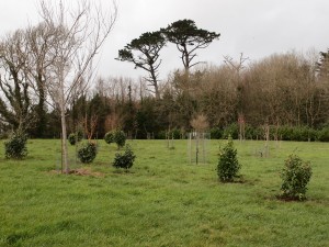 specimen camellias in Kennel Close