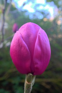 Magnolia ‘Black Tulip’