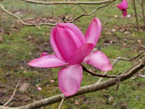 Magnolia ‘Caerhays Splendour’