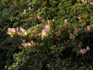 evergreen azalea hybrids
