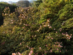 evergreen azalea hybrids