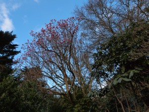 Magnolia mollicomata ‘Mary Williams’