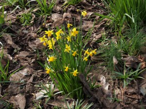 clump of narcissus