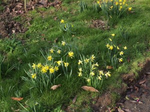 clump of narcissus