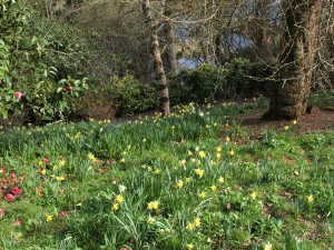 clump of narcissus