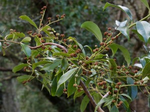 Crabiodendron yunnanense