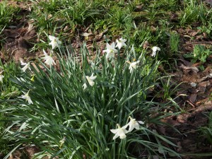 wild forms of daffodil