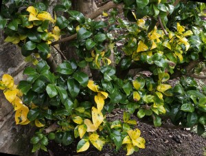 new regrowth shows yellow variegation