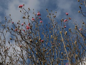 Magnolia ‘Caerhays Philip’