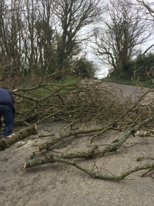 trees down at Herreswater