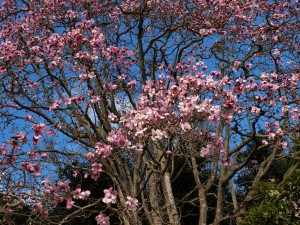 Magnolia ‘Caerhays Belle’