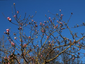 Magnolia denudata ‘Forrests Pink’