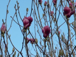 Magnolia ‘Pickards Garnet’