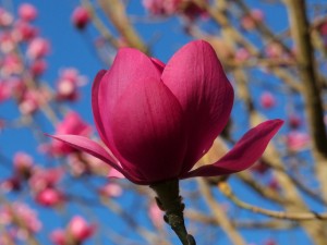 unnamed magnolia